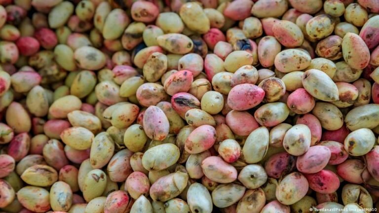 La crisis del cultivo de pistacho en Estados Unidos e Irán por la escasez hídrica y el hundimiento de tierras