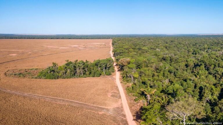 Impacto global en juego: cómo las presidenciales de Brasil definirán el futuro de la Amazonía