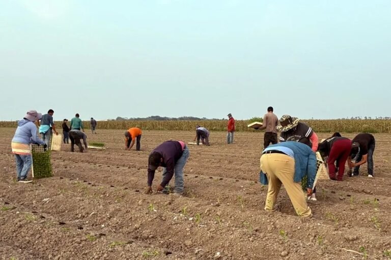 Las redadas migratorias en Texas golpean al agro y la construcción y desafían el respaldo a los republicanos